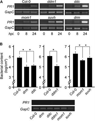 Convergent Epigenetic Mechanisms Avoid Constitutive Expression of Immune Receptor Gene Subsets